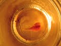 triops move and groove.
kinda like sea monkeys, but mostly not.