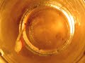 triops move and groove.
kinda like sea monkeys, but mostly not.
