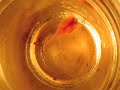 triops move and groove.
kinda like sea monkeys, but mostly not.