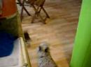 Yebo wants to play - Thumb #3