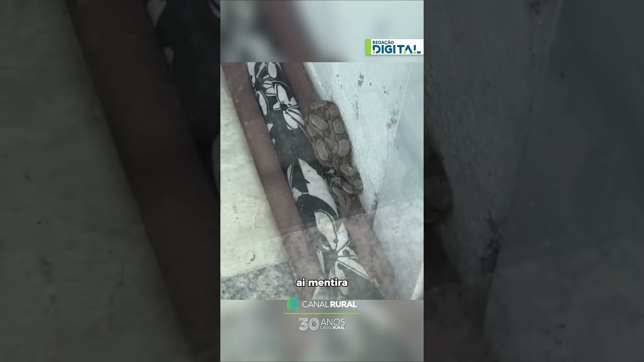 Mulher encontra cobra dentro de salão no Recreio (RJ)