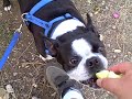 justice the pony, and boston terrier
share a green apple, in fullerton calif.