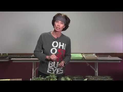 how to transplant seedlings outdoors