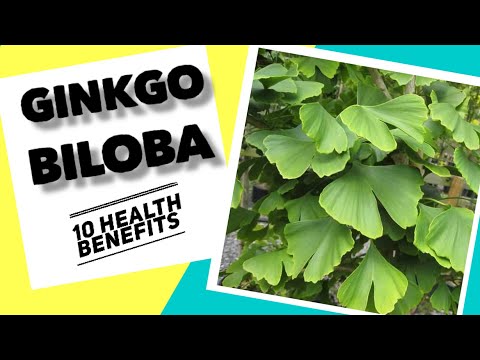 10 Health benefits of Ginkgo | Herbal Medicine
