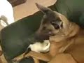 Cats n dogs dont go together?