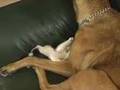 Cats n dogs dont go together?