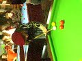 Billard maladroit