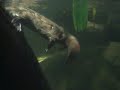 platypus.html