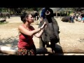 Elephant Kisses and cuddles