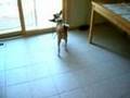 Basenji
