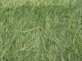 CROP-CIRCLE � MARLY pr�s de METZ