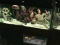 For the Cichlid Lover in You - My Collection