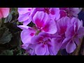 Click here to watch this video Sony Ericsson Live with Walkman video test 720p