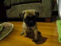 Young Pug bitch eaten for dinner by chinese naggers Young Pug bitch eaten for dinner by chinese naggers