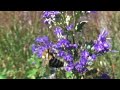Slow Motion Bees and Flowers
