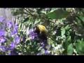 Slow Motion Bees and Flowers