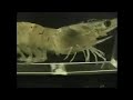 Shrimp On A Treadmill - Jamming to Muzak Shrimp On A Treadmill - Jamming to Muzak