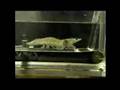 Shrimp On A Treadmill - Jamming to Muzak