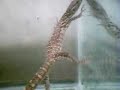 Nile Monitor Lizard