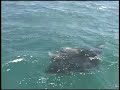 Kayak Fishing Day of the Mantas