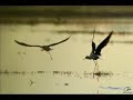 Jay Jay Johanson - Escape