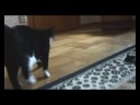 Kattz