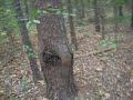 Bruja en el Bosque real