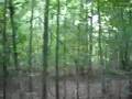 Bruja en el Bosque ... (real)