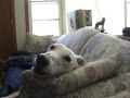Greyhound
