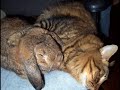 Fast to Sleep in a Wink Fast to Sleep in a Wink