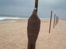 awela fish