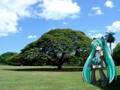 初音ミク　「日立の樹」