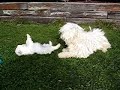 White puli puppies at Pannonia Kennel in Oregon White puli puppies at Pannonia Kennel in Oregon