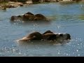 Prehistoric Daireaux
