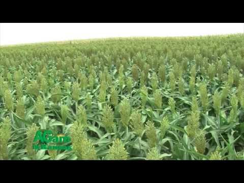 Sorghum thesis 08 image