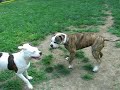 Sweetie and Magnum rough house