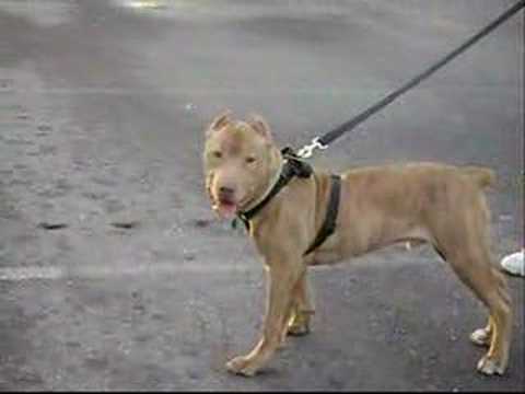 red nose pitbull