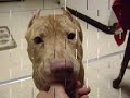 tribute to red nose pitbull   veron  