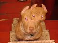 tribute to red nose pitbull   veron  