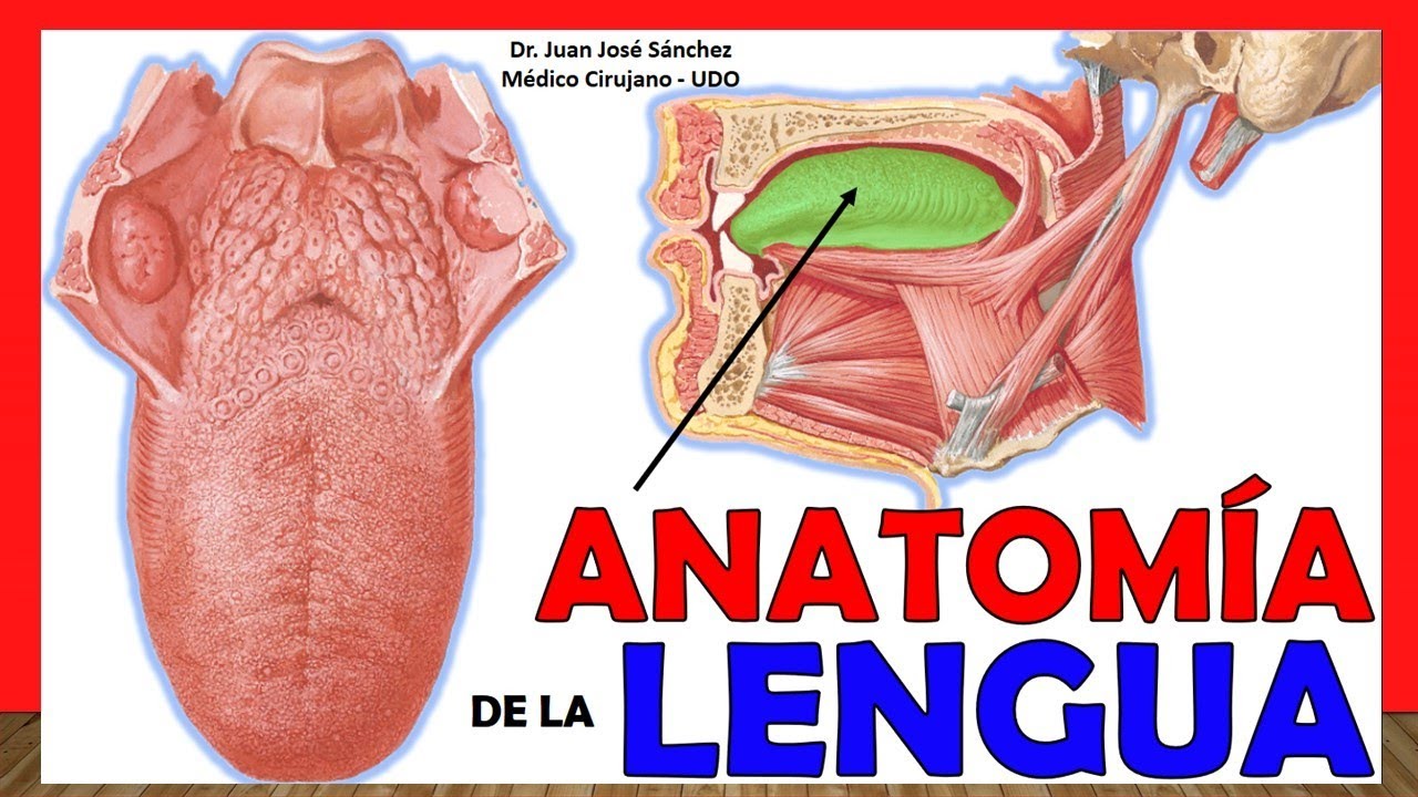 🥇 ANATOMÍA DE LA LENGUA. ¡Explicación Fácil y Sencilla!