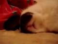 videos de Mog Troll Dreaming