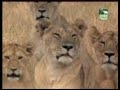 Diez animales mortiferos - Parte 3/5 - Animales - «Misterios»