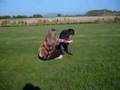 Dot the Deerhound Puppy
