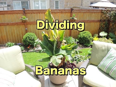 how to transplant banana plants