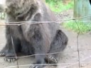 bear sits up / olympic game farm