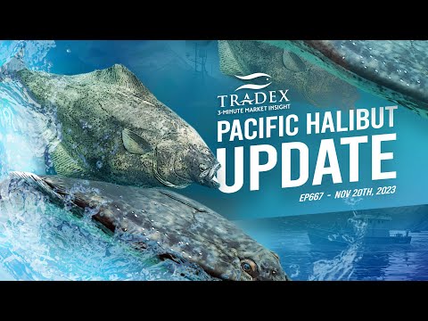 3MMI - Pacific Halibut: 3-Weeks of Fresh Market Remains, Prices Lowest Since Pandemic, Russian Halibut Pulse