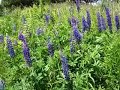 Boston Harbor's Nut Island blooms in summer