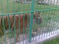 Ben getting stalked&chased by a tiger @ the Zoo