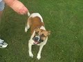 Meet sweet Honey  with her friend Gollum!