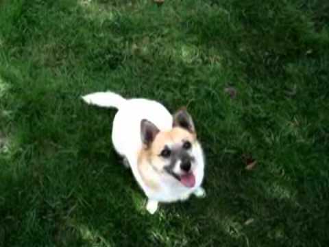 Daisy
